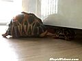 Turtle Can’t Fit Under Couch