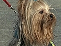 Berlin’s small dogs face public transport clampdown