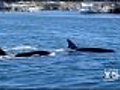 Whales Spotted Near Shore Along Monterey Bay