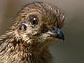 Mallee fowl