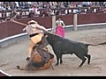 En Las Ventas,  dos novillos vivos y tres novilleros muy frescos