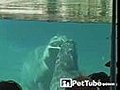Hippo Gives Mom Kisses