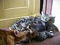 Moeders met kittens5