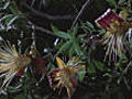 Flowering baobabs