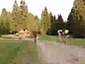 Video of the Day   Other people’s cattle
