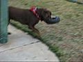 Belgian playing with his tire toy