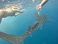 Group Swims With Whale Sharks