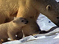 Polar Bear Mom & Cubs