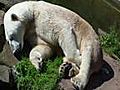 Nuremberg Zoo-Polarbears Vera and Felix - Flocke