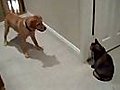 Dog vs cat