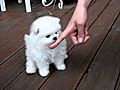 Teacup puppy for sale Teacup Pomeranian JUNG-PUPPY