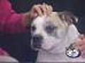 10/17: Brutus, 8 yr old bulldog