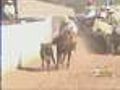 Rodeo Amateurs: Nothing Wrong With 'Steer Tailing'