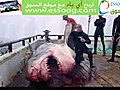 القرش يهاجم البشر