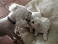 Puppies Spelen met Moeder