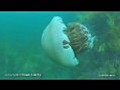 Гигантская медуза у берегов Японии.