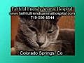 Which Vet? Colorado Springs Has Many.