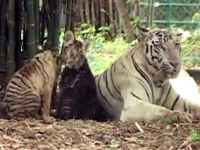 9RAW: White tiger cub turns black