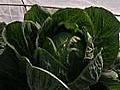 Growing Giant Vegetables in Alaska