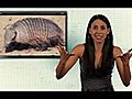 Armadillo Facts