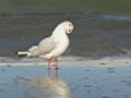 Seagull at the beach