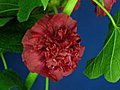 Time-lapse Of Blooming Red Filled Mallow Flower 1 Stock Footage