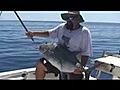 Caught On Film: 800lb Black Marlin In A 24ft Trailerboat