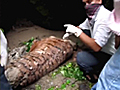 Uttarakhand flood: Tiger drowns as rivers swell