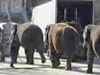 Ringling Bros.: Bullhook Abuse and Lame Elephants 2006
