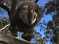 Brush-tailed rock wallabies : free runners of       the outback