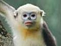 New population of Tonkin snub-nosed monkeys found