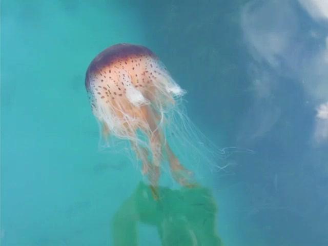 Jelly Fish