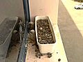 Gilat Kestrel nest - 2 chicks,  1 prey - V