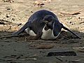 Emperor Penguin Shows Up On NZ Beach