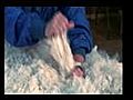 How to Shear an Alpaca - Snowmass Solutions