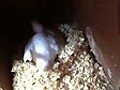 Newly hatched duckling peeks out from under mom.