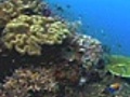 Planet Earth: Shallow Seas: Living Reefs