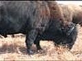 Buffalo round-up at the Tallgrass Prairie near Pawhuska