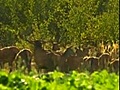 Tal der Hirsche der Deutschen Wildtier Stiftung