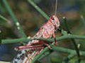 Swarming locusts