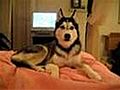 Husky Dog Talking - 