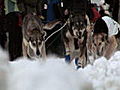 Iditarod: A Tough Journey for Dogs
