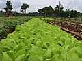 Cuba&#039;s local growers