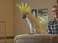 Dancing Cockatoo An Internet Sensation