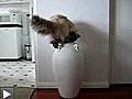 Cat-in-a-vase