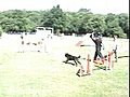 McK’s Capone : 1ère partie de Brevet Agility