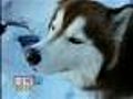 Charges Filed In Dog Shooting Case