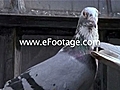 PIGEONS GATHER ON LEDGE - 4 - HD