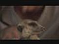 Meerkat Manor Movie - Exclusive Behind the Scenes!