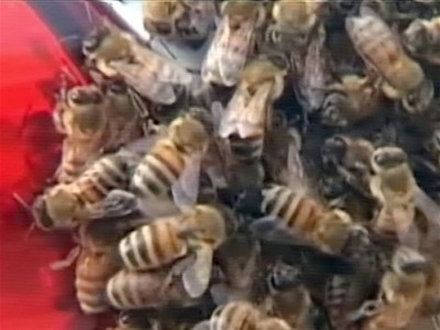 Bees swarm car in China